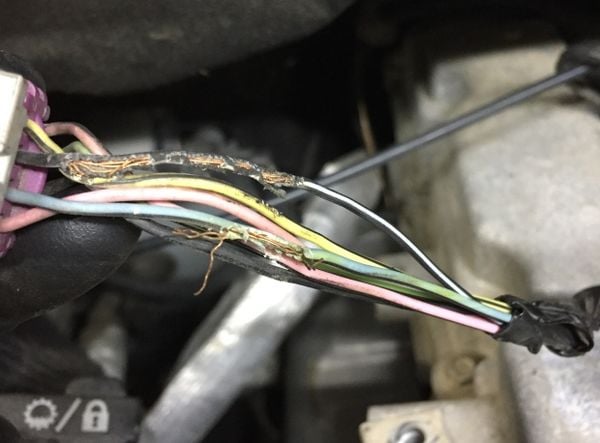 Kiểm tra khoang máy để ngăn ngừa chuột cắn phá Chủ xe kiểm tra khoang máy ô tô