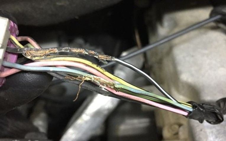 Chuột cắn xe - Hóa đơn sửa chữa lên tới chục triệu đồng Dây điện bị chuột cắn nham nhở trong khoang máy ô tô